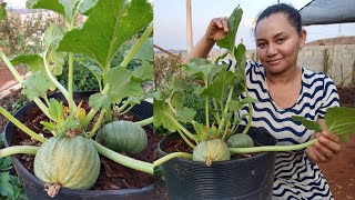 Como Plantar Abobrinha em Vaso da Germinação a Colheita  PASSO A PASSO [upl. by Lodovico807]