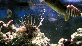 Lionfish vs Dogface Puffer during feeding time [upl. by Sukcirdor]