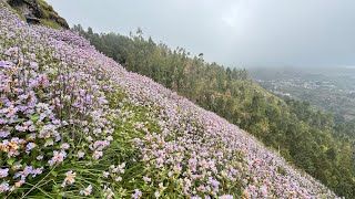 Kurinji bloomed over the Nilgiri ghats kurinji flowers nature youtubeshorts trending [upl. by Fanny]