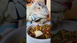 Unusual lizard shortvideo shorts animals rescue [upl. by Elsey738]