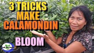 3 TRICKS MAKE CALAMONDIN BLOOM  WHICH CITRUS TO BUY [upl. by Hadley705]