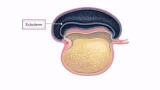 General Embryology  Detailed Animation On Embryonic Folding [upl. by Schertz]