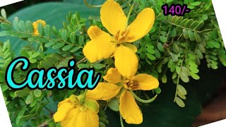 cassia plant yellow flower malayalam aavaarampoo [upl. by Ahsima594]