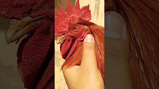 Red rooster short redrooster popular ytshorts youtube youtubeshorts youtubeshort trending [upl. by Boigie]