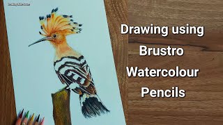 Realistic Bird Drawing  Brustro Watercolour Pencil Drawing  How to draw Eurasian Hoopoe [upl. by Mccall588]