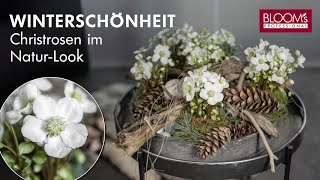 Winterschönheit Christrosen im NaturLook  Schalenbepflanzung  Winterdeko  BLOOMs Floristik [upl. by Libbie263]