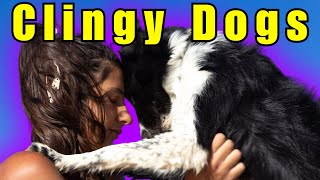 Top 11 Clingiest Dog Breeds [upl. by Punak786]