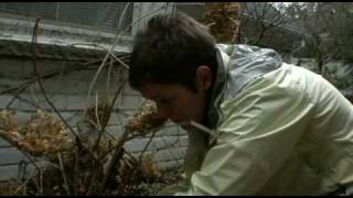 How to Prune Annabelle Hydrangea [upl. by Luehrmann]