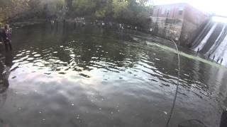 Combat fishing in Olcott New York in 18 mile creek [upl. by Aillil]