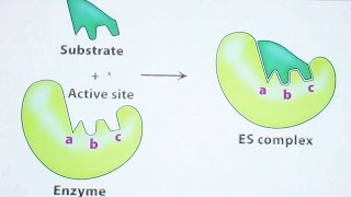 Aherns Biochemistry 10  Enzymes 2 [upl. by Erin]