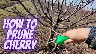 How to prune cherry [upl. by Yuht930]