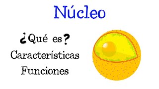 🌐 ¿Qué es el Núcleo 💥 Características y Funciones Fácil y Rápido  BIOLOGÍA [upl. by Attegroeg]