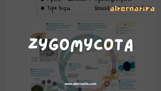 Kingdom Fungi Zygomycota  Biologi  Alternatifa [upl. by Greerson311]