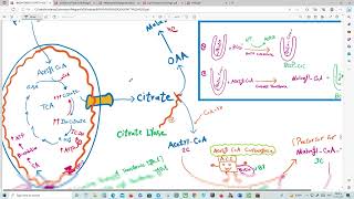 Biosynthesis of fatty acid  Oxidation of fatty acidketogenesis review [upl. by Elocin]