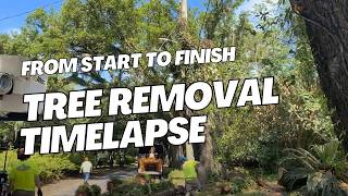 Tree Removal Timelapse from Beginning to End [upl. by Hammad]