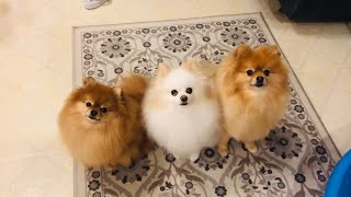 Pomeranian cute dogs Barking and funny dogs bark for treats [upl. by Adila]