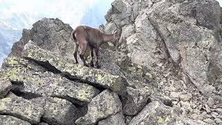 Le jeune Bouquetin de la Cime ouest de Fenestre 2662m  Mercantour ⛰ [upl. by Jilleen657]