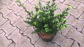 Ilex crenata Dark Green [upl. by Canning]