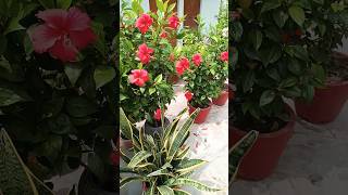 Caretips for Hibiscus 🌺 गुड़हल garden floweringplant orgenic farming fertilizer Shorts Viral [upl. by Elleivad]