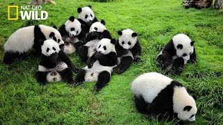 Life of Rare Panda – National Geographic And Wildlife Animal Documentary [upl. by Yelsew]