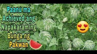 Madaming bunga ng pakwan  Pakwan farming philippines  MakolitTV [upl. by Aekan]