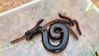 One Giant Millipede Many Other Insects Red Spotted Millipede Baby Lizard in Forest [upl. by Meador]