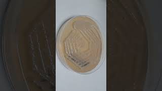 Bacterial colony morphology on MullerHinton agar bacterialcolony science [upl. by Laurella740]