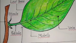 Parts of a Leaf  How to draw parts of a leaf  Leaf drawing Label diagram of a leaf [upl. by Moorish942]