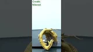 Fascinating Pharaohs Serpent Reactionscienceexperiment shorts scienceexperiment chemistry [upl. by Calva]