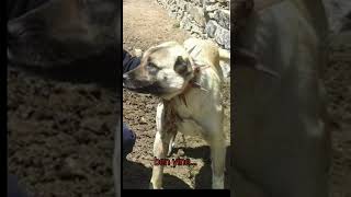 gittiğin yerde mutlu ol canım kızıl dobil dog kangal [upl. by Nyrahs474]