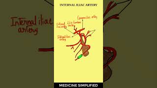 Internal Iliac Artery Anatomy  Internal Iliac Artery Branches anatomy medicine [upl. by Riaj938]