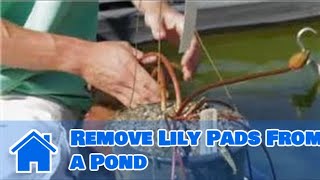 Care of Lilies  How to Remove Lily Pads From a Pond [upl. by Fredel]