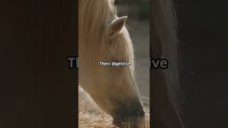 Mind Blowing Horse Facts You Didnt Know [upl. by Darcey]