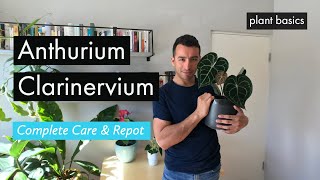 Complete Anthurium Clarinervium Care amp Repotting [upl. by Ailaro833]