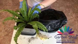 How to repotting Asplenium nidus  birds nest fern [upl. by Stein]