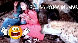 የሀረር ቡና  የሀረር ጅብ  Harar coffee ceremony amp Feeding Hyenas in Harar Sosi Habeshawit [upl. by Ayotel]