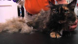 FURminator Cat deShedding Demo [upl. by Yennej]