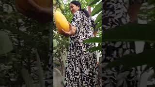 Organic Fruits And Sugercane Harvesting From My Garden [upl. by Ylenaj]