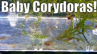 Cuteness Overload Welcoming Newborn Corydoras Fry to the Family [upl. by Boni]