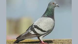 Pigeon Sounds  Pigeon Noise Meaning [upl. by Ofelia]