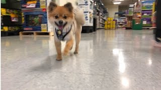 OUR TRIP TO PETSMART [upl. by Annovahs]