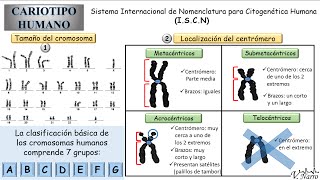 Cariotipo Humano 3 Clasificación de los cromosomas [upl. by Holcman]