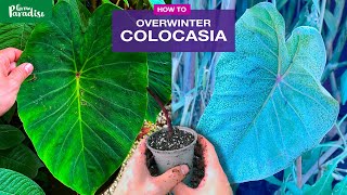 How to care for Colocasia Taro plants in winter [upl. by Riada953]