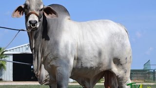 Características del ganado Brahman  TvAgro por Juan Gonzalo Angel [upl. by Cruickshank284]