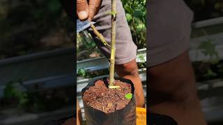 ficus racemosa grafting techniques EP898 short [upl. by Eikram753]