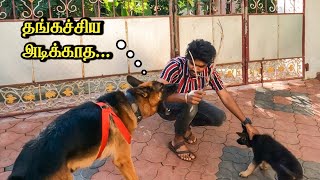 தங்கச்சியை அடிக்காத  Jackys Love for Rosy 😍  Jacky the German shepherd [upl. by Elsa]