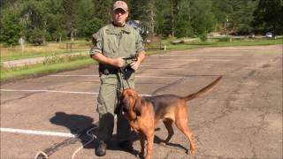 How Long Does it Take a Bloodhound to Track and Locate a Missing Person [upl. by Sedlik]