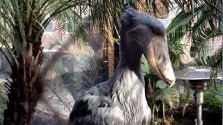 Shoebill Balaeniceps rex AKA Shoebilled Stork or Whalehead Dallas World Aquarium [upl. by Sue918]