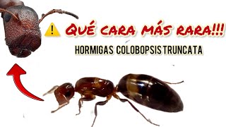 ⚠️Has visto la cara de ésta hormiga 🐜  Colobopsis truncata [upl. by Bokaj]