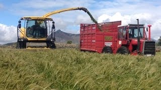 Wholecrop with a MF 1200 [upl. by Loram]